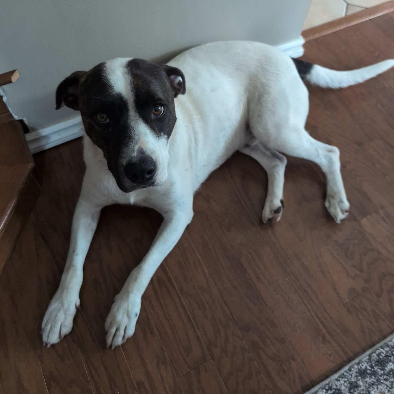Demi, an adoptable English Pointer, Staffordshire Bull Terrier in Edmonton, AB, T5Y 3N6 | Photo Image 6