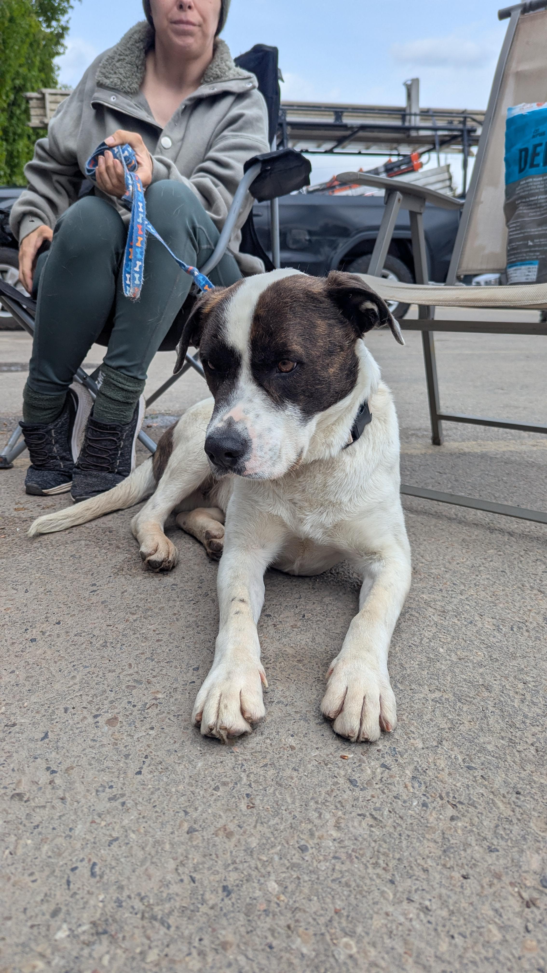 Demi, an adoptable English Pointer, Staffordshire Bull Terrier in Edmonton, AB, T5Y 3N6 | Photo Image 4