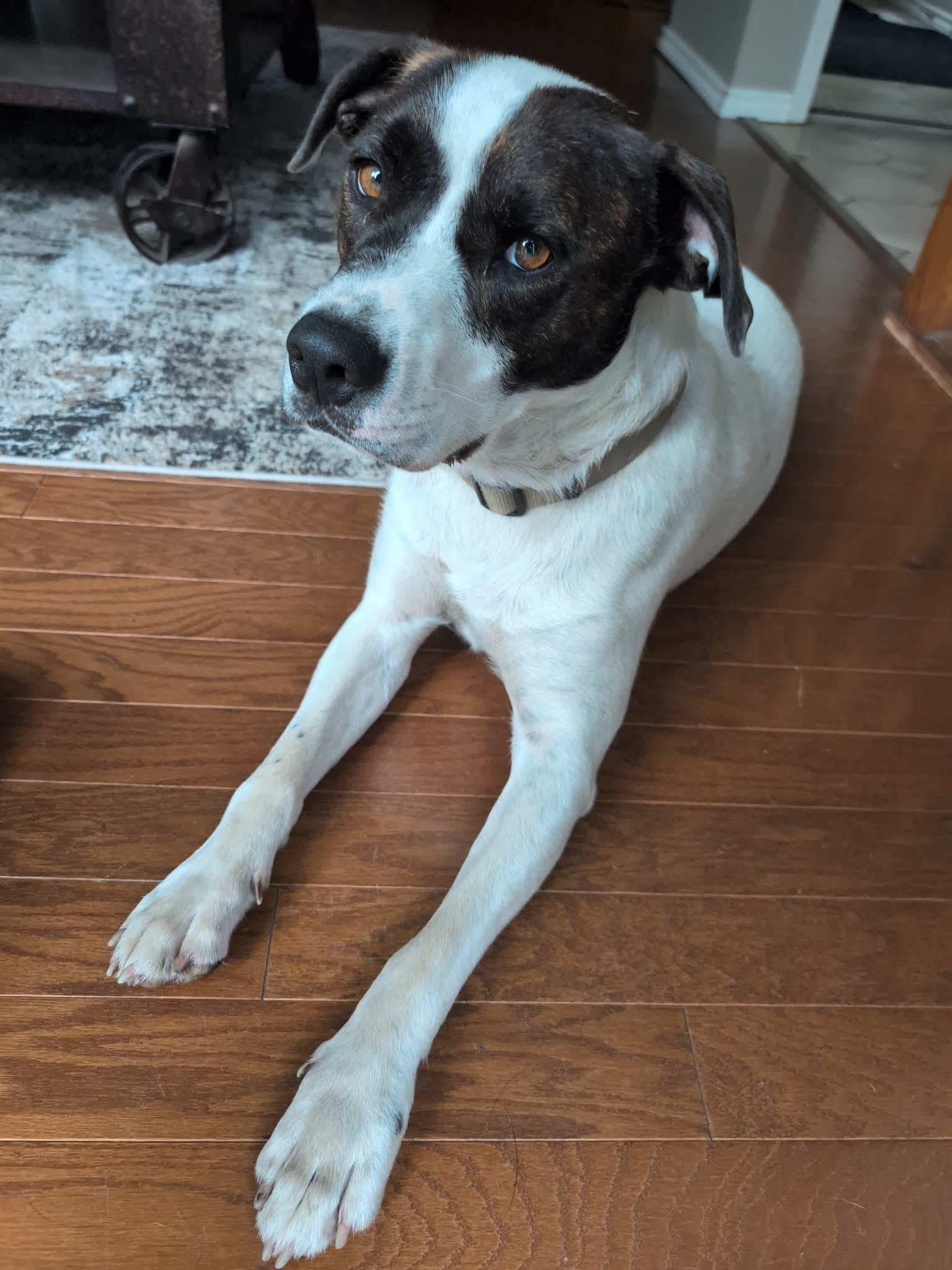 Demi, an adoptable English Pointer, Staffordshire Bull Terrier in Edmonton, AB, T5Y 3N6 | Photo Image 5