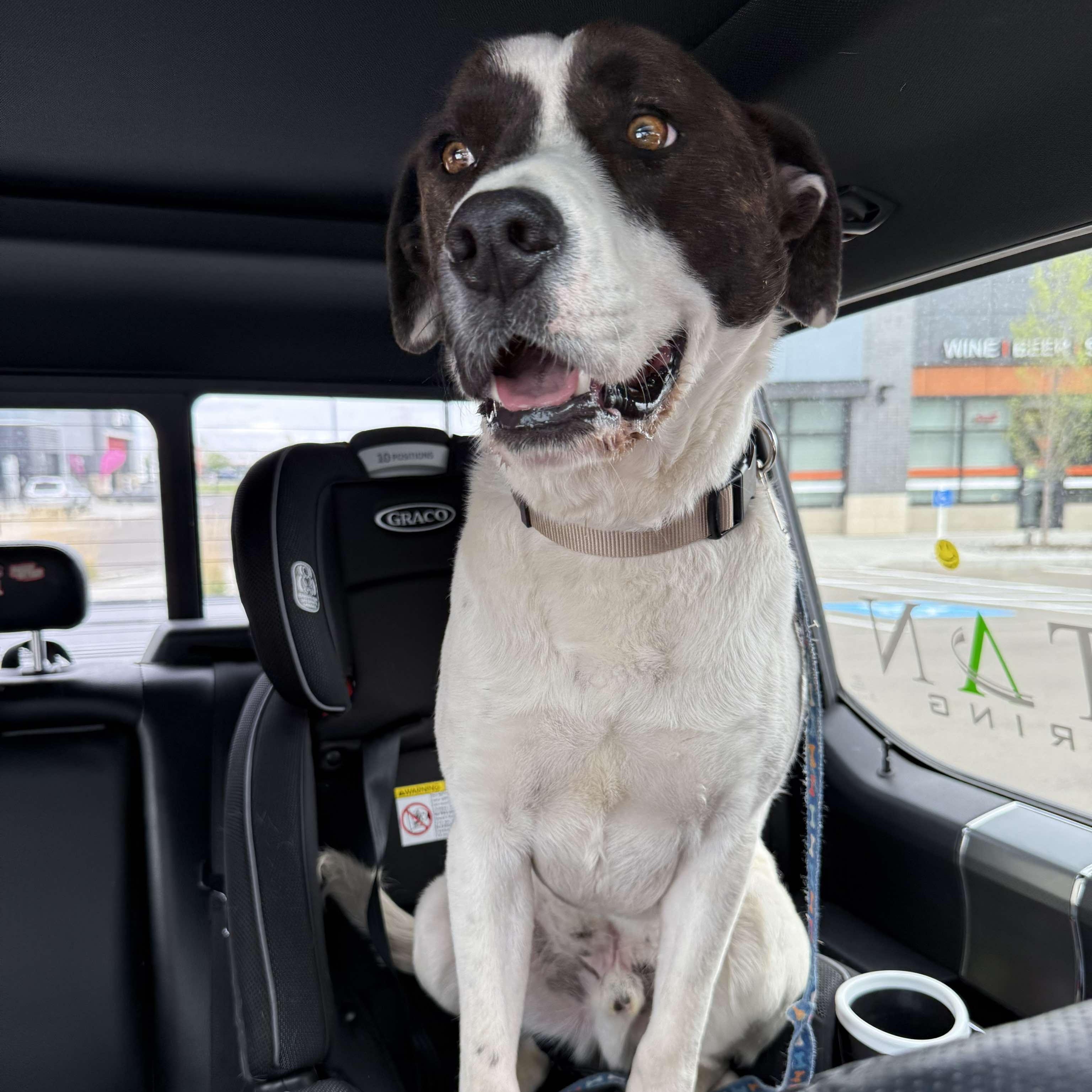 Demi, an adoptable English Pointer, Staffordshire Bull Terrier in Edmonton, AB, T5Y 3N6 | Photo Image 3