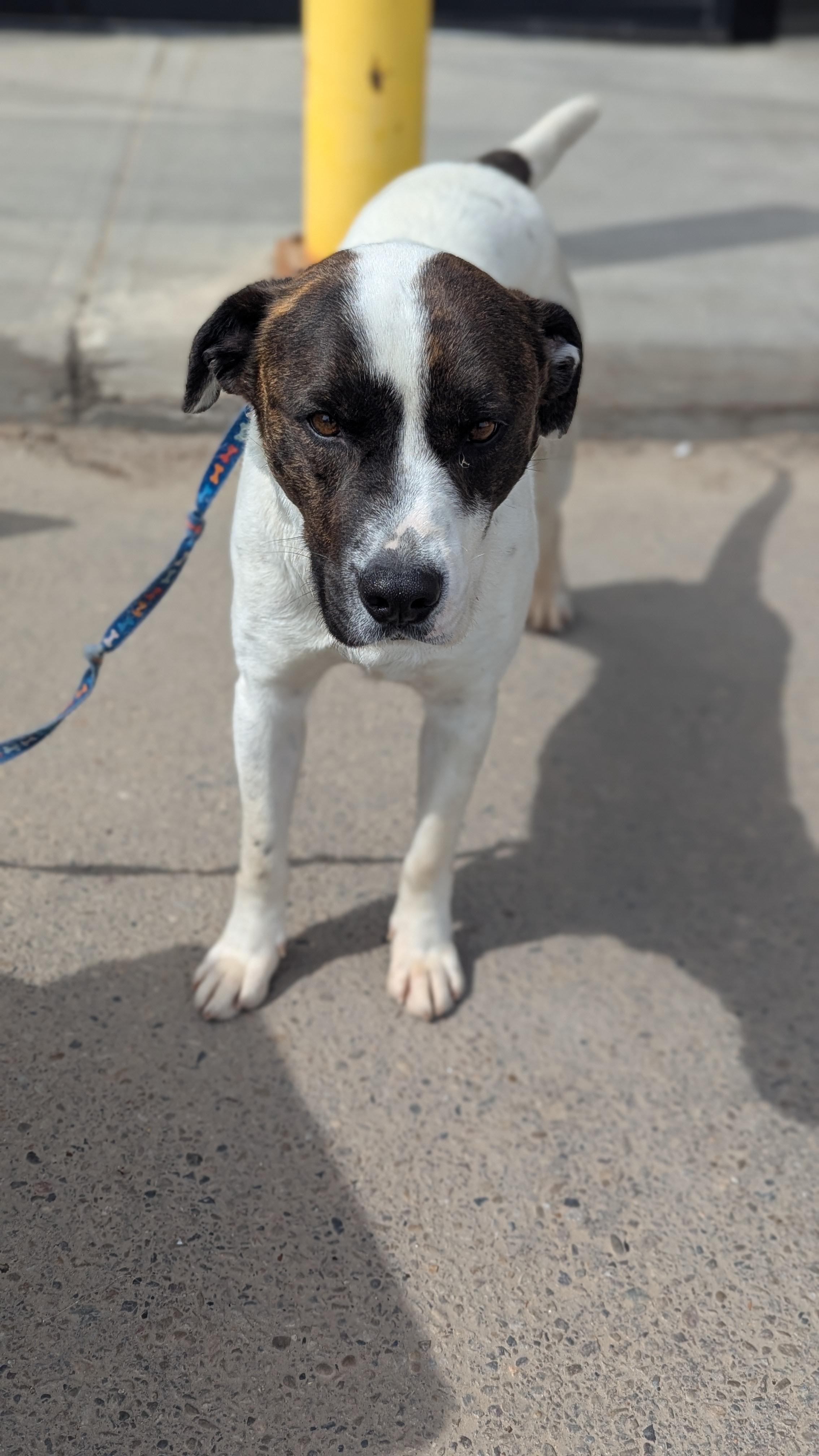 Demi, an adoptable English Pointer, Staffordshire Bull Terrier in Edmonton, AB, T5Y 3N6 | Photo Image 6
