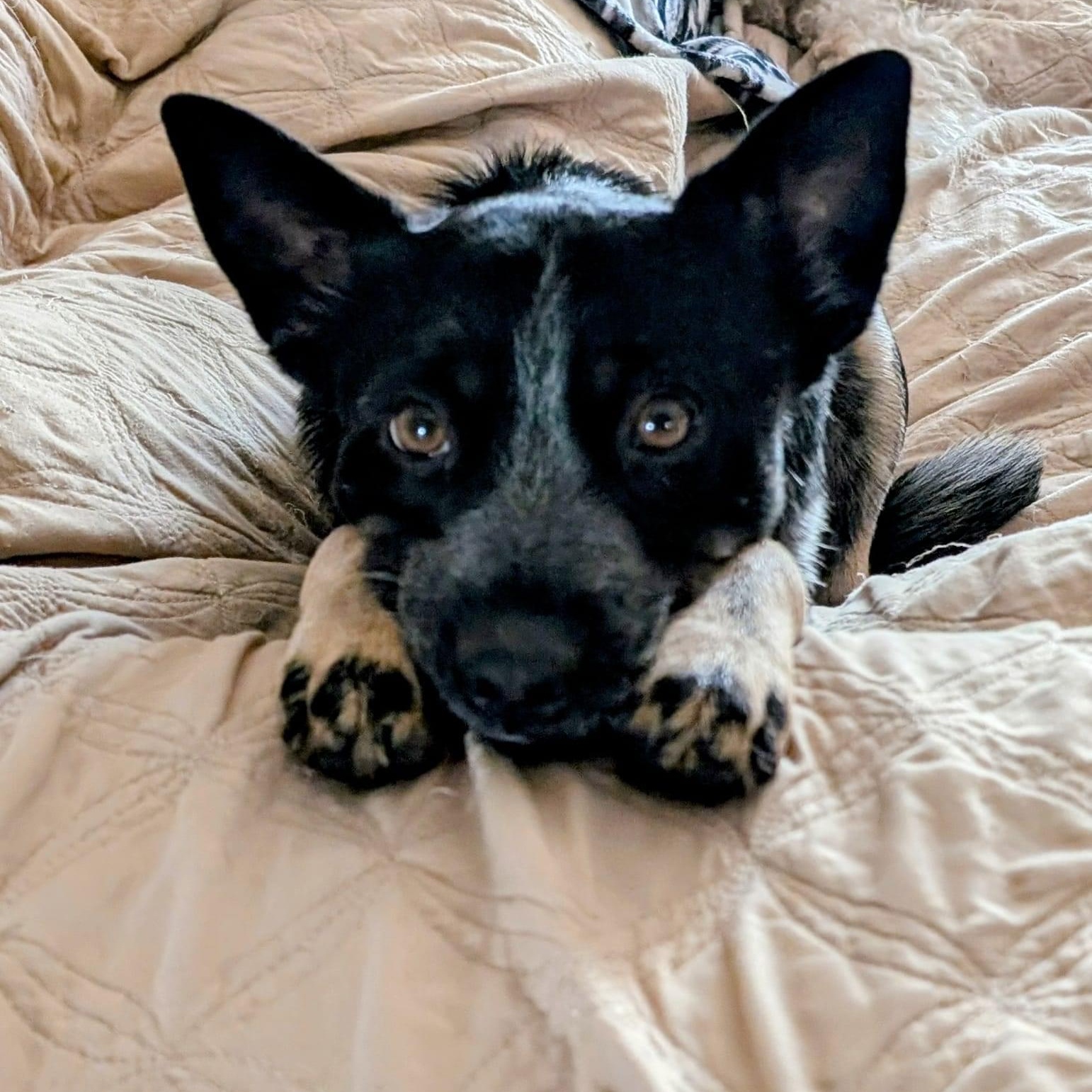 Enlarge Bingo, an adoptable mixed breed in Orland Park, IL image 2/6