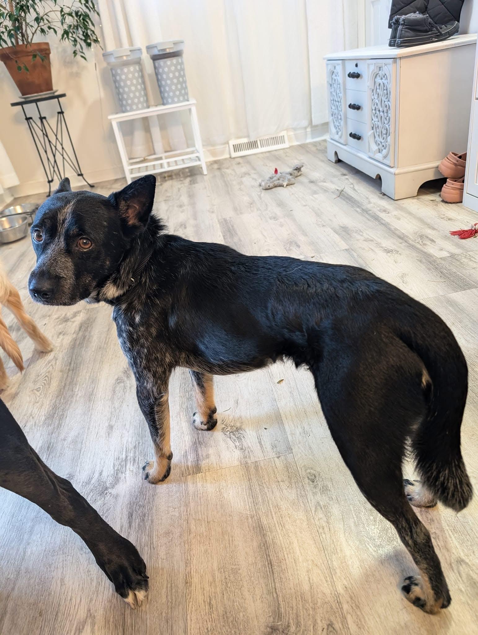 Enlarge Bingo, an adoptable mixed breed in Orland Park, IL image 5/6