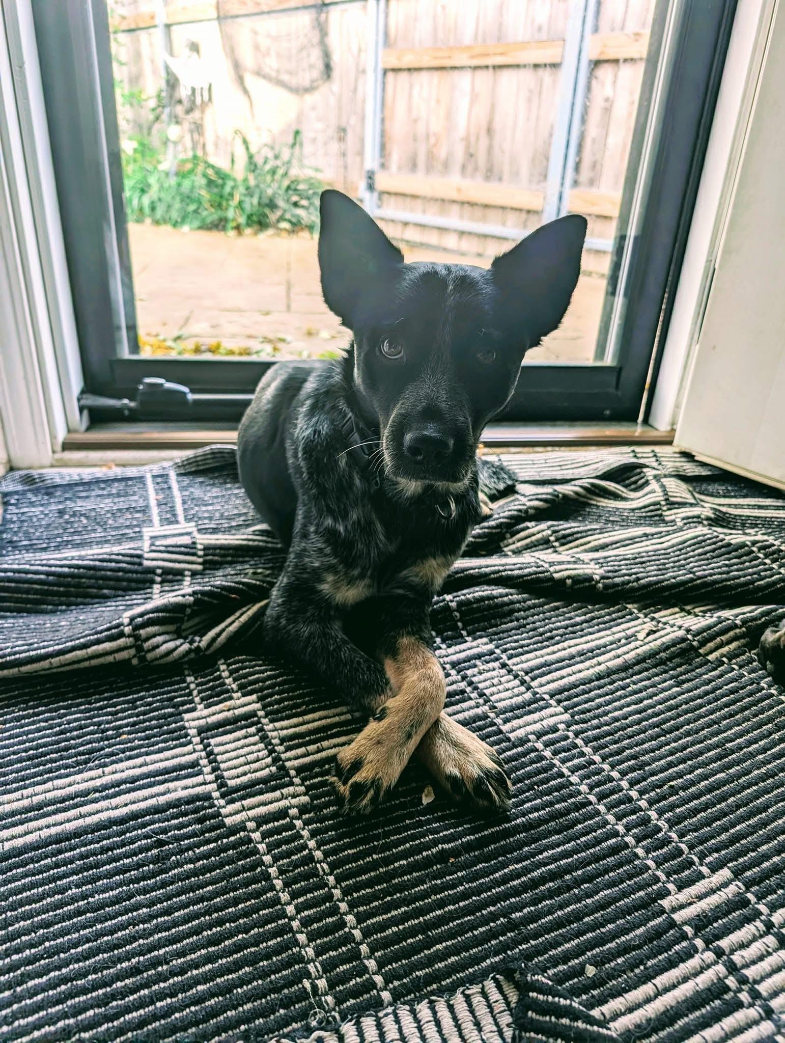 Enlarge Bingo, an adoptable mixed breed in Orland Park, IL image 4/6