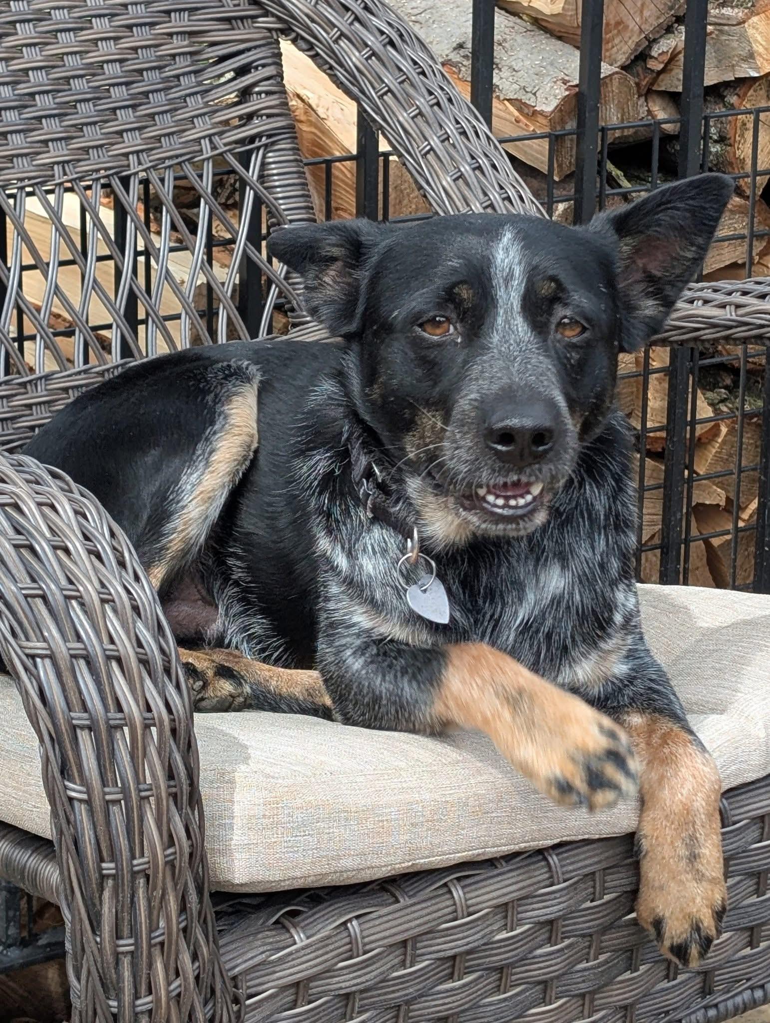Bingo, adoptable, Adult Male Cattle Dog.