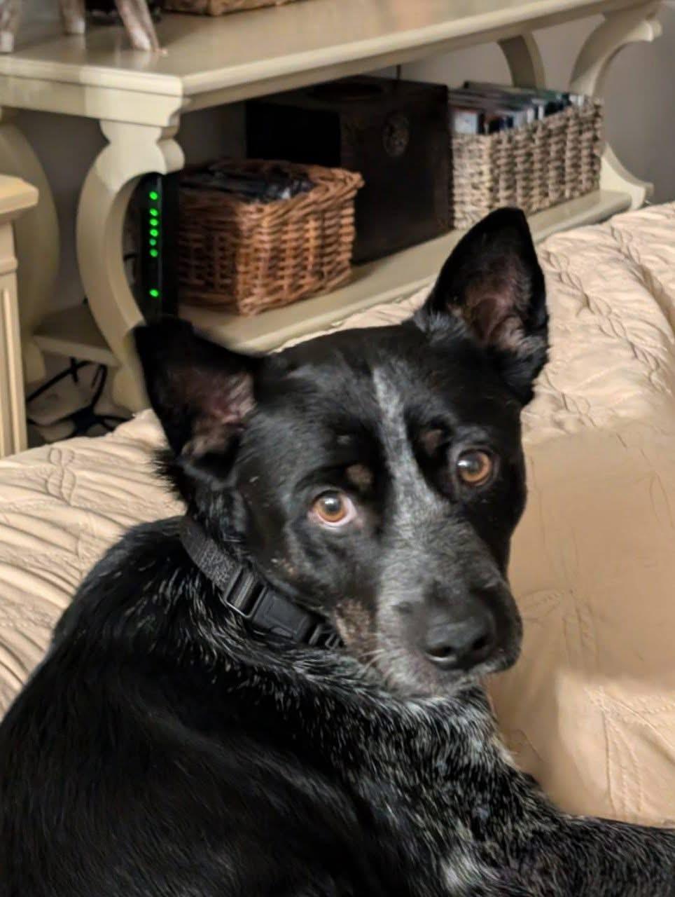 Enlarge Bingo, an adoptable mixed breed in Orland Park, IL image 3/6