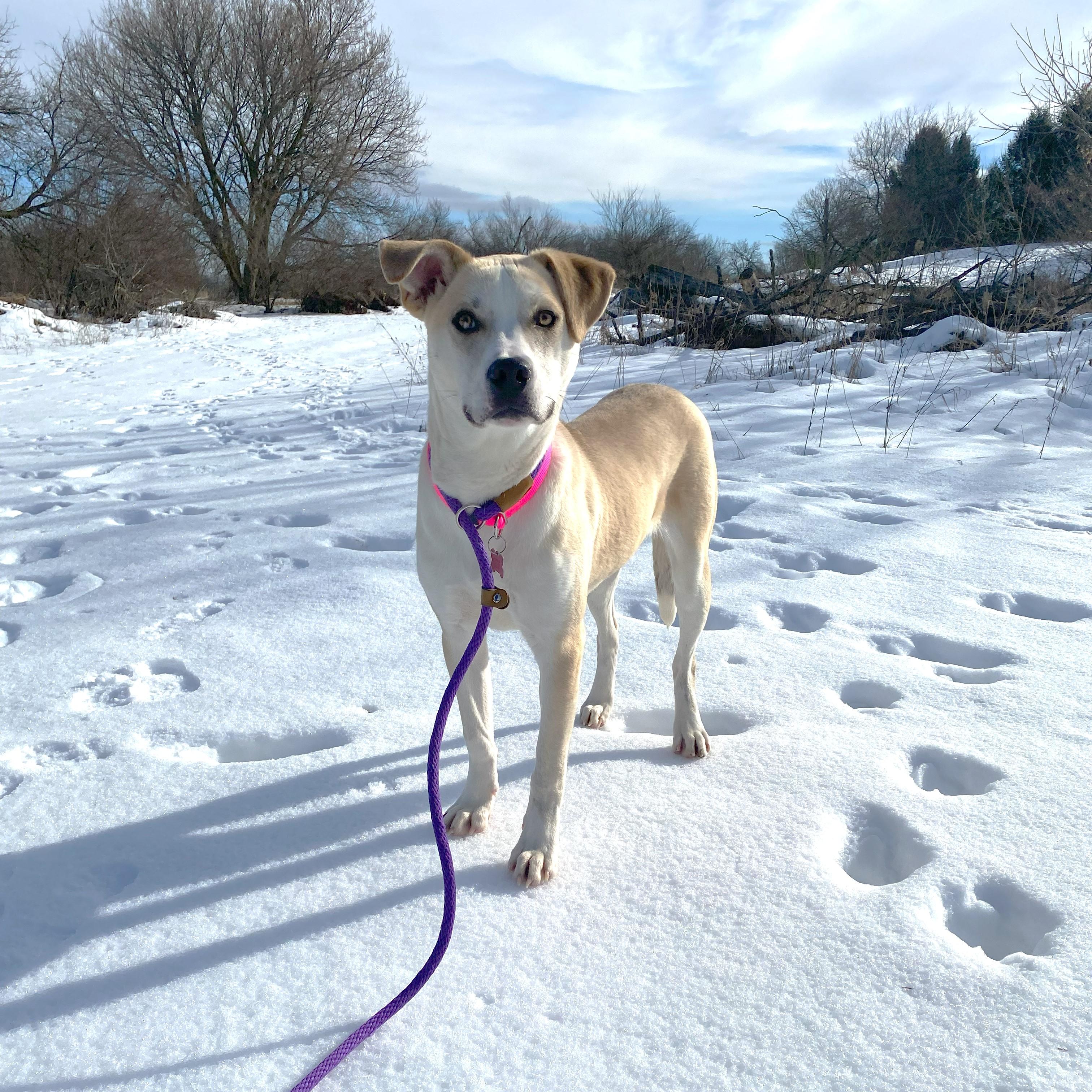 Tatertot, a Adoptable mixed breed in Allegan, MI image 2/5