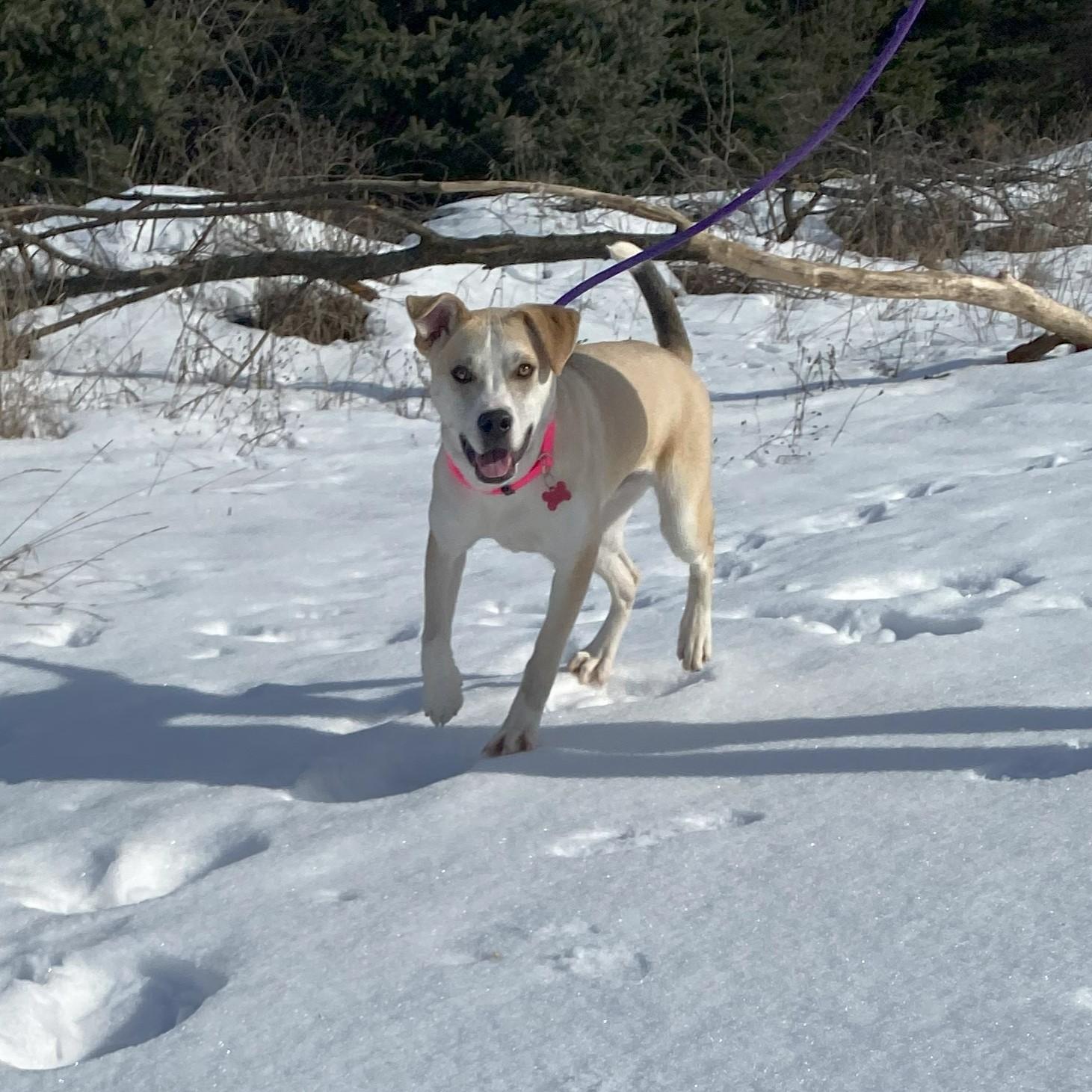 Tatertot, a Adoptable mixed breed in Allegan, MI image 3/5