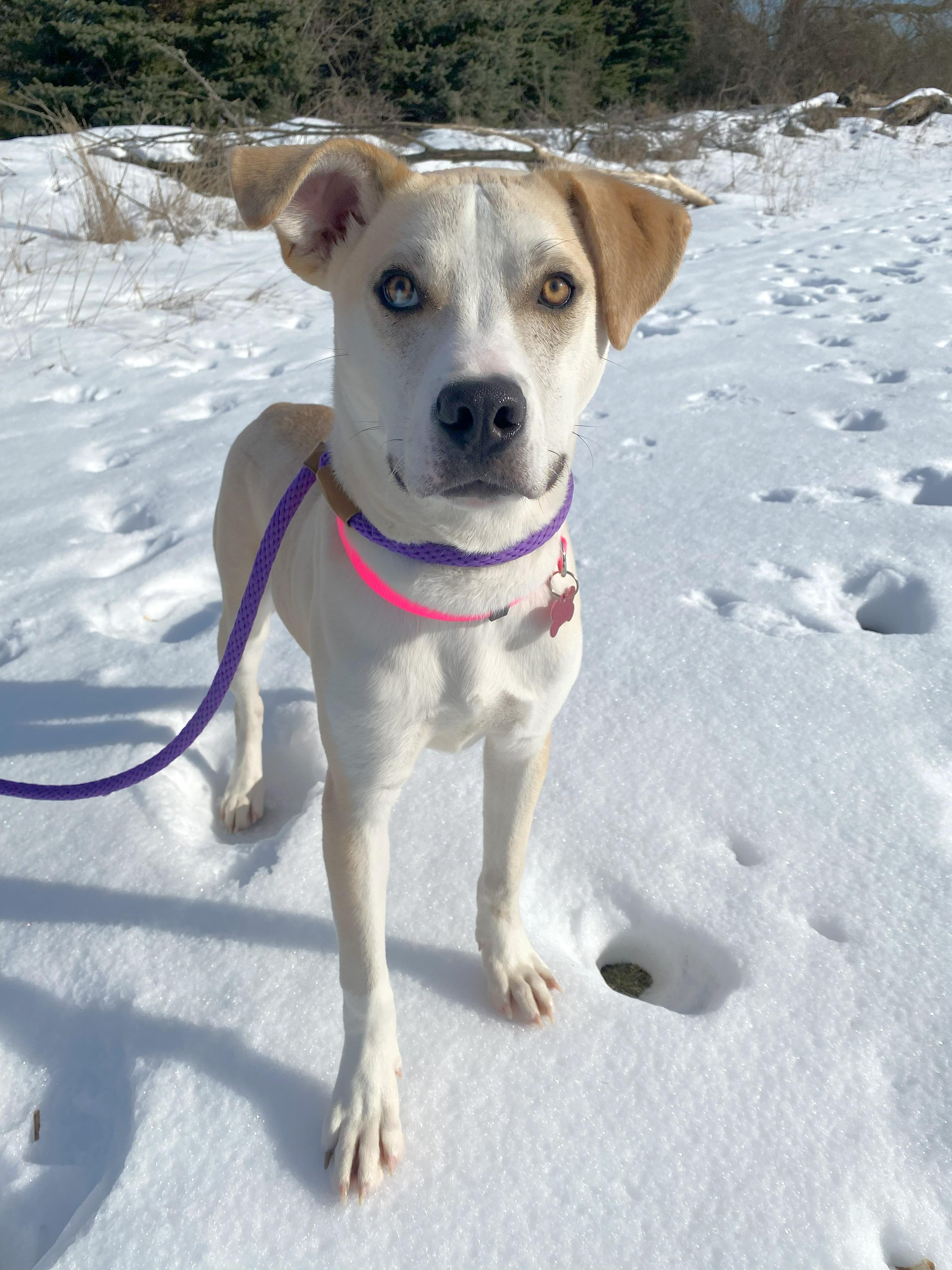 Tatertot, a Adoptable mixed breed in Allegan, MI image 4/5