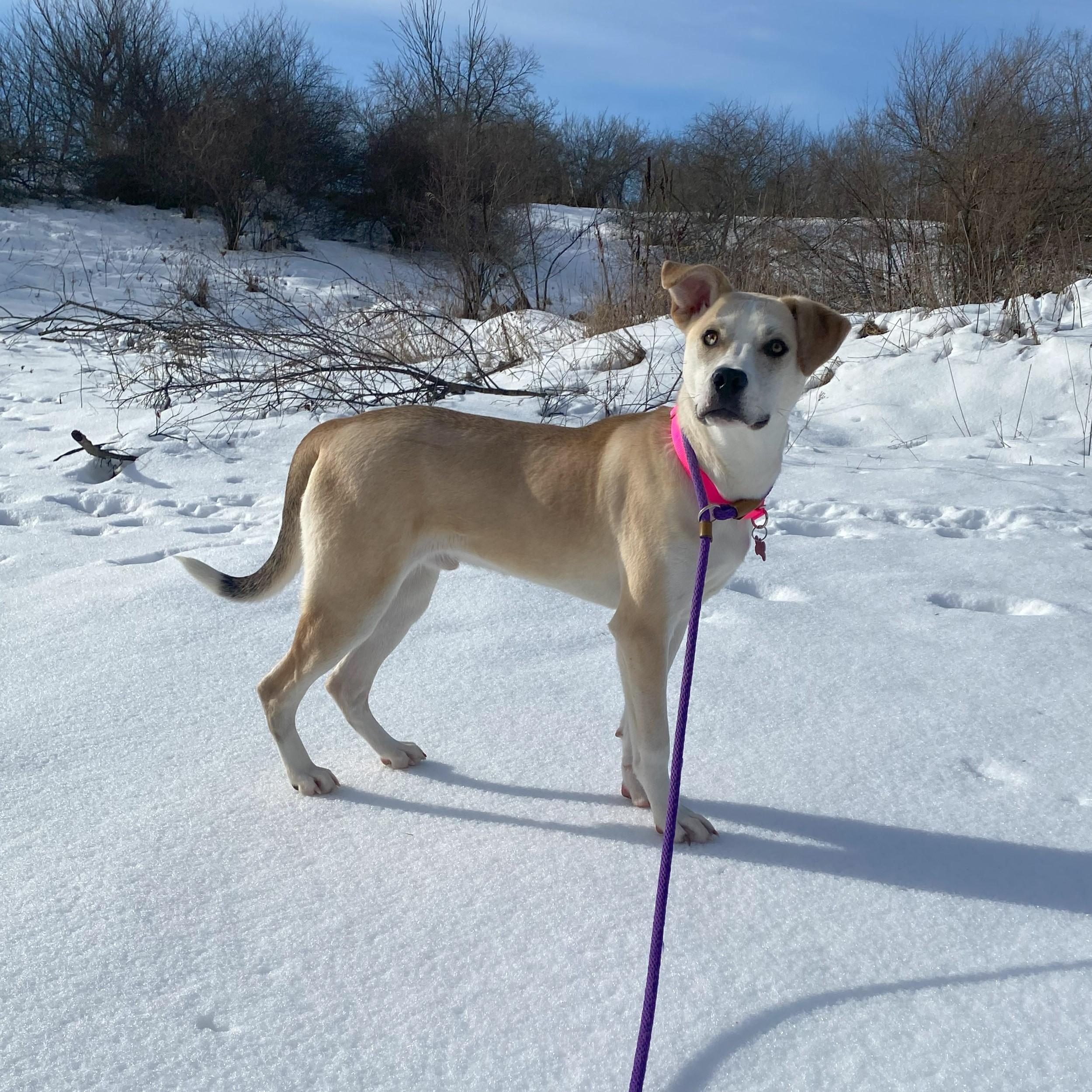 Tatertot, a Adoptable mixed breed in Allegan, MI image 5/5