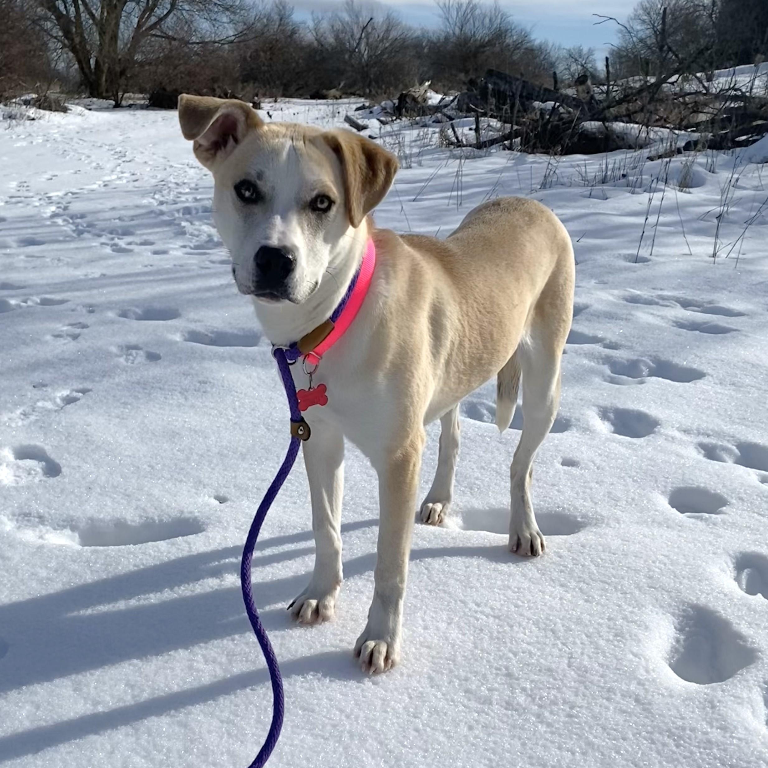 Tatertot, a Adoptable mixed breed in Allegan, MI image 1/5