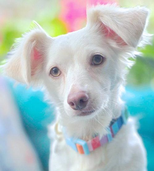Olly, Adoptable, Adult Female Dachshund.