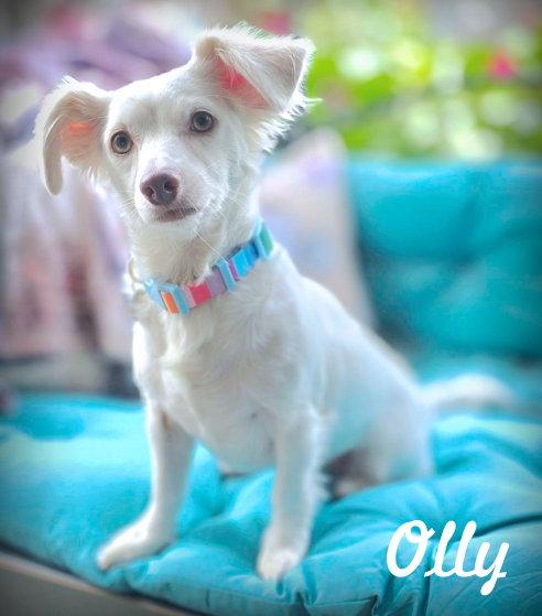 Olly, a Adoptable Dachshund in Anaheim Hills, CA image 2/3