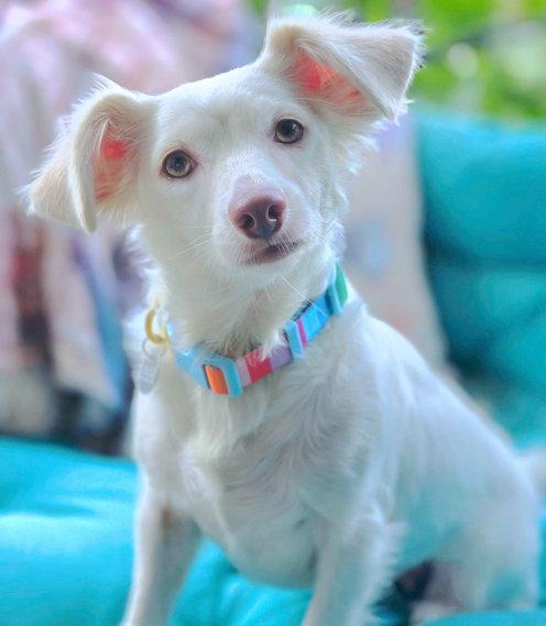 Olly, a Adoptable Dachshund in Anaheim Hills, CA image 3/3