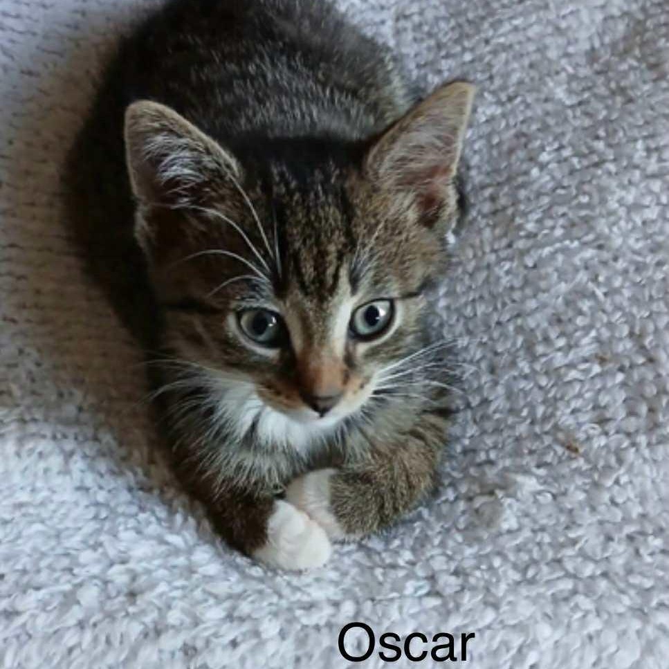 Oscar