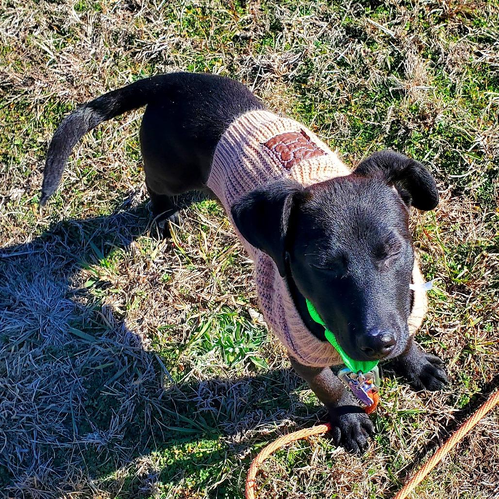 Sprout, Adoptable, Puppy Male Dachshund & Chihuahua.