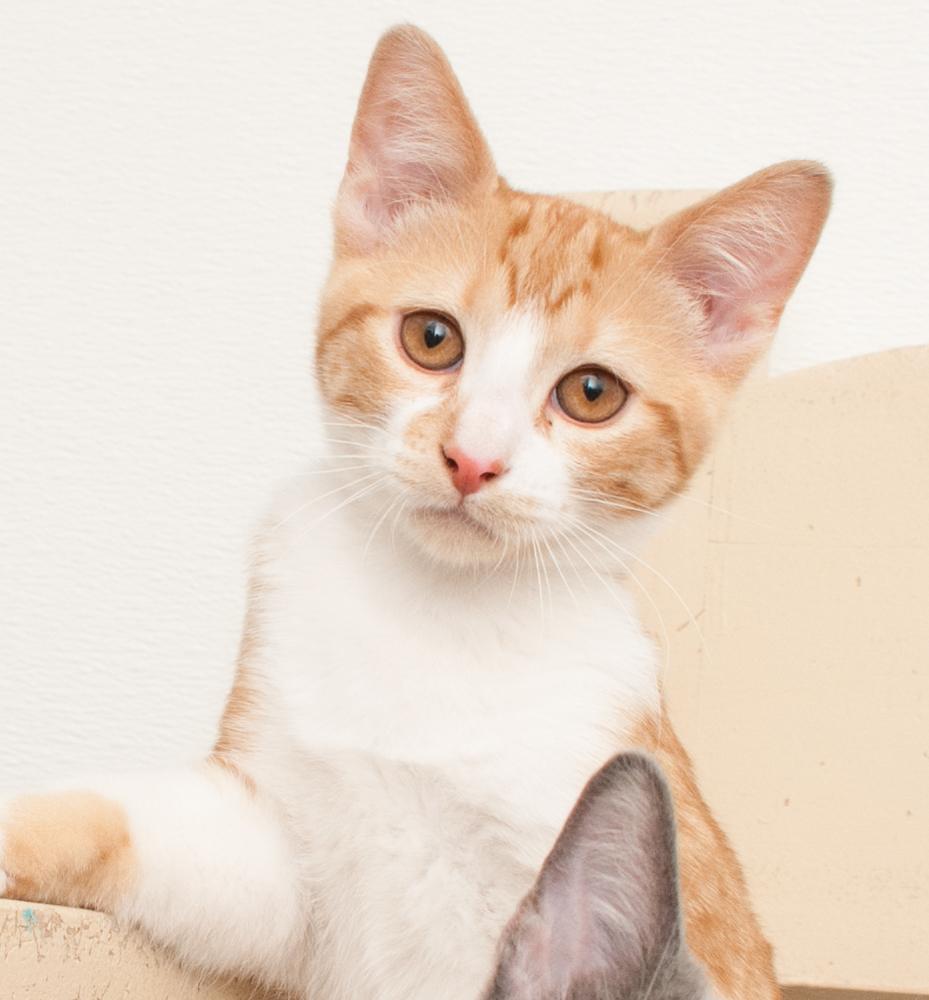 Enlarge Luka (gets adopted with Ayla), a Adoptable Tabby in Westminster, CO image 4/5