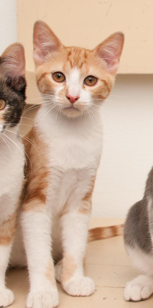 Enlarge Luka (gets adopted with Ayla), a Adoptable Tabby in Westminster, CO image 3/5