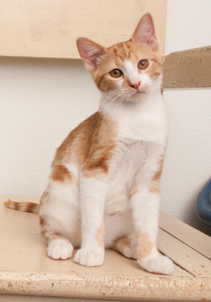 Enlarge Luka (gets adopted with Ayla), a Adoptable Tabby in Westminster, CO image 2/5