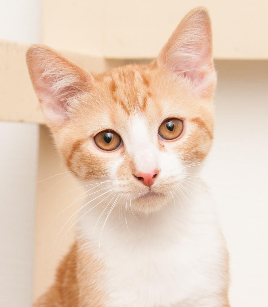 Enlarge Luka (gets adopted with Ayla), a Adoptable Tabby in Westminster, CO image 1/5