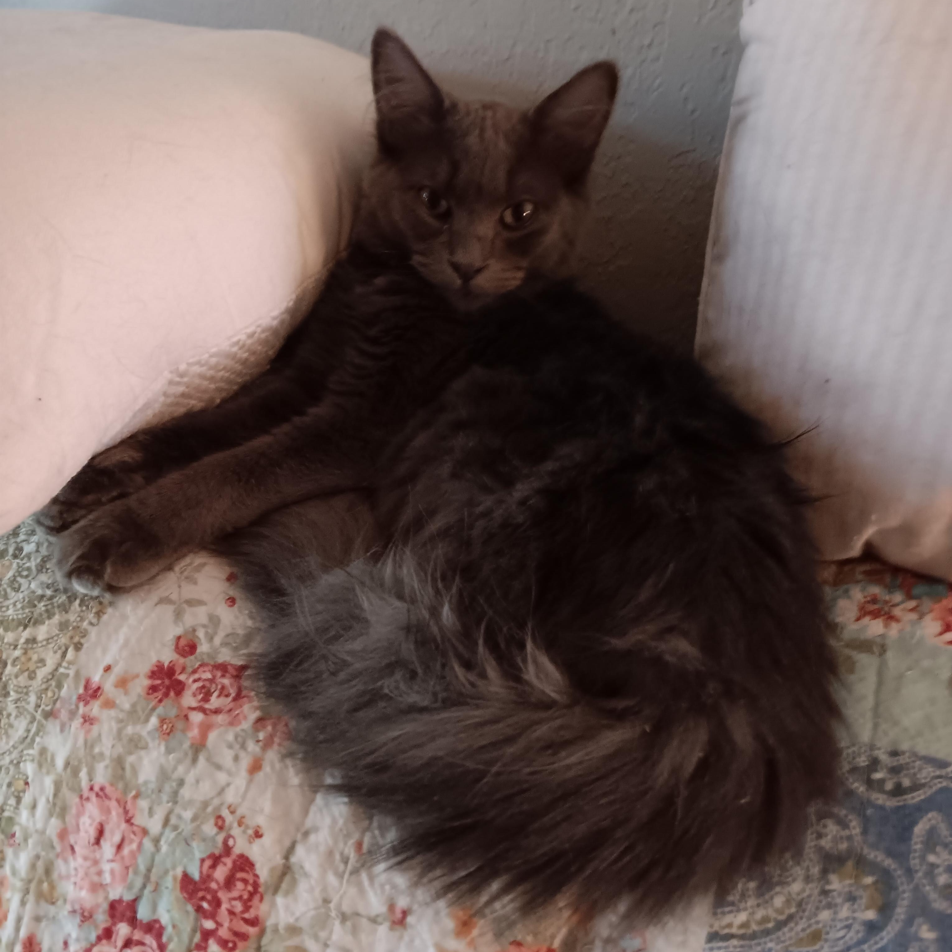 Scooter, ADOPTABLE, Young Male Russian Blue & Domestic Medium Hair.