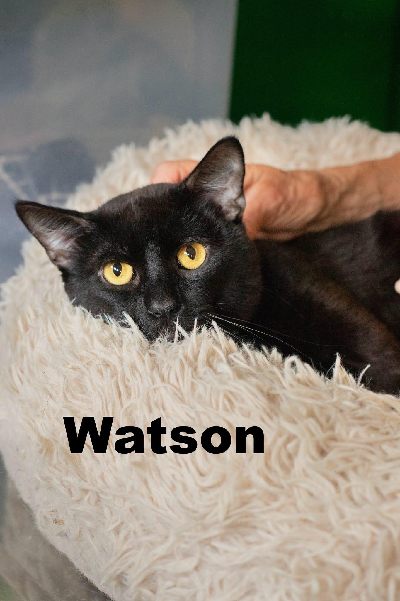 Enlarge Watson, a Adoptable Domestic Short Hair in Macomb, IL image 1/1