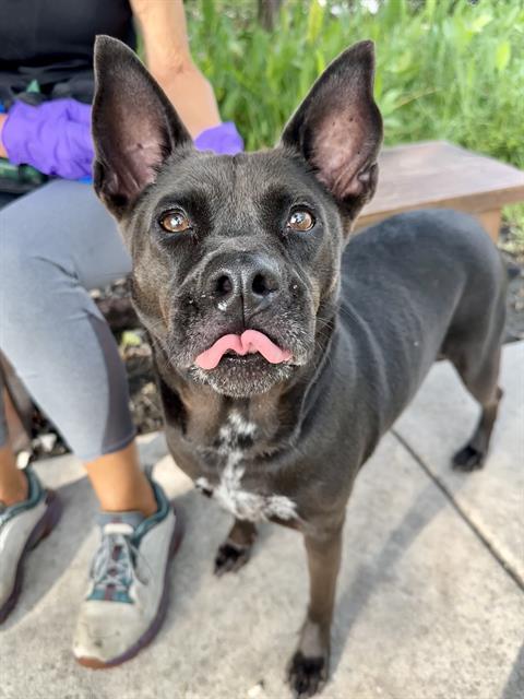 Enlarge PRANCER, a Adoptable mixed breed in Miami, FL image 1/1