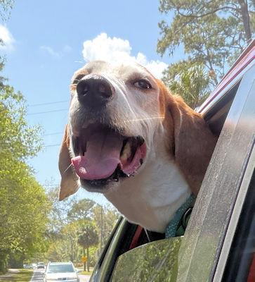 Enlarge PLEASE HELP Jimmy Dean (GA), a ADOPTABLE Treeing Walker Coonhound in Tybee Island, GA image 2/5