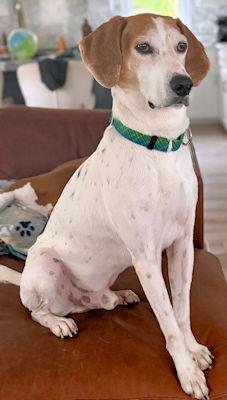 Enlarge PLEASE HELP Jimmy Dean (GA), a ADOPTABLE Treeing Walker Coonhound in Tybee Island, GA image 4/5