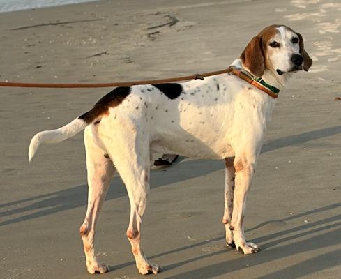 Enlarge PLEASE HELP Jimmy Dean (GA), a ADOPTABLE Treeing Walker Coonhound in Tybee Island, GA image 3/5