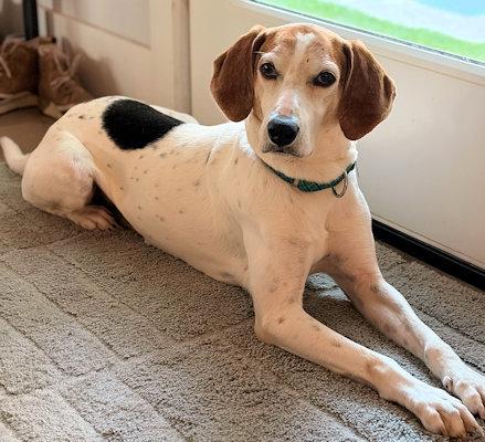 Enlarge PLEASE HELP Jimmy Dean (GA), a ADOPTABLE Treeing Walker Coonhound in Tybee Island, GA image 5/5
