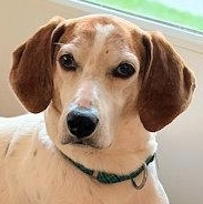 PLEASE HELP Jimmy Dean (GA), ADOPTABLE, Adult Male Treeing Walker Coonhound.