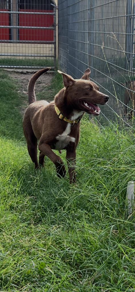 Enlarge Daisy (Opal), a Adoptable mixed breed in New Braunfels, TX image 1/6