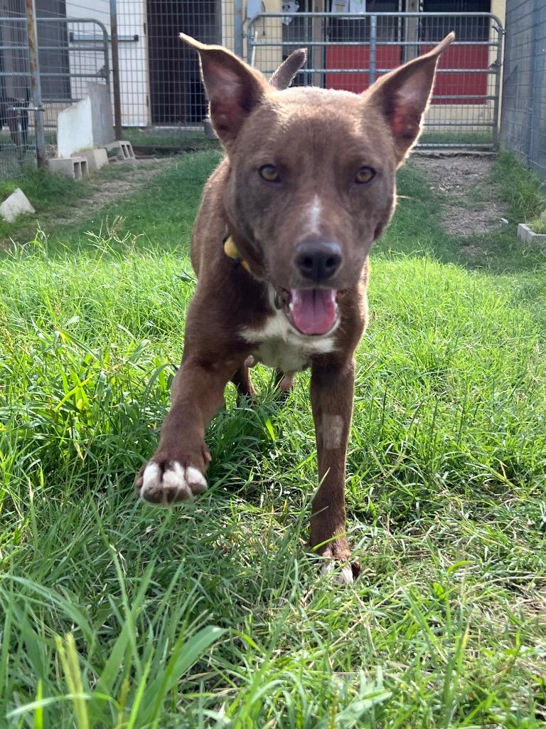 Opal, Adoptable, Young Female German Shepherd Dog & Terrier.