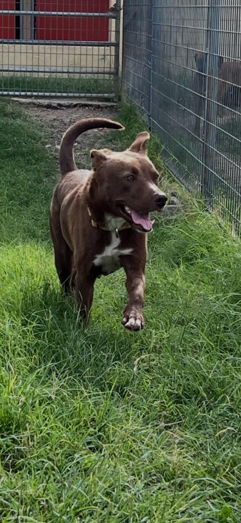 Daisy (Opal), a Adoptable mixed breed in New Braunfels, TX image 4/6