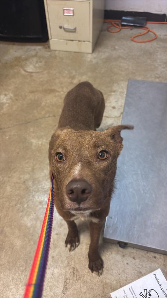 Daisy (Opal), a Adoptable mixed breed in New Braunfels, TX image 6/6