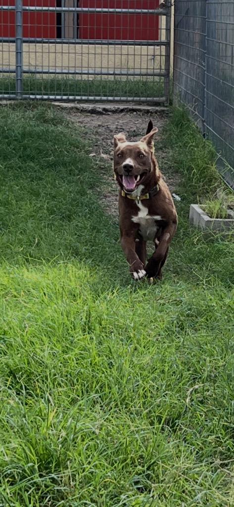 Enlarge Daisy (Opal), a Adoptable mixed breed in New Braunfels, TX image 4/6