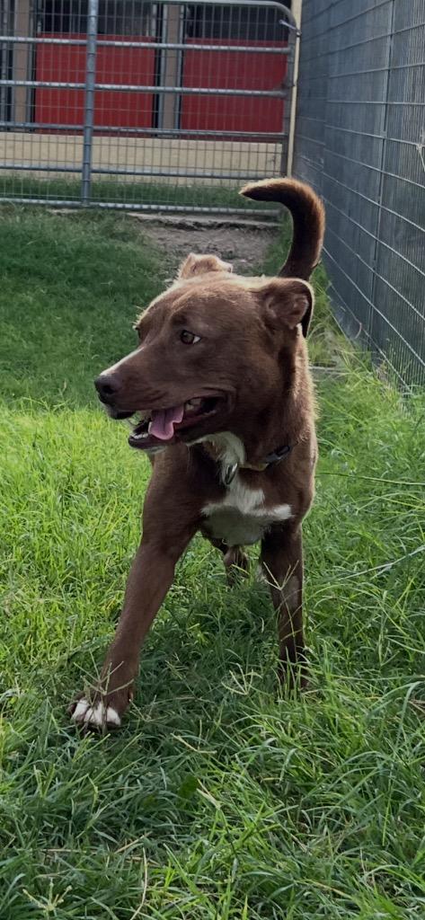 Enlarge Daisy (Opal), a Adoptable mixed breed in New Braunfels, TX image 6/6