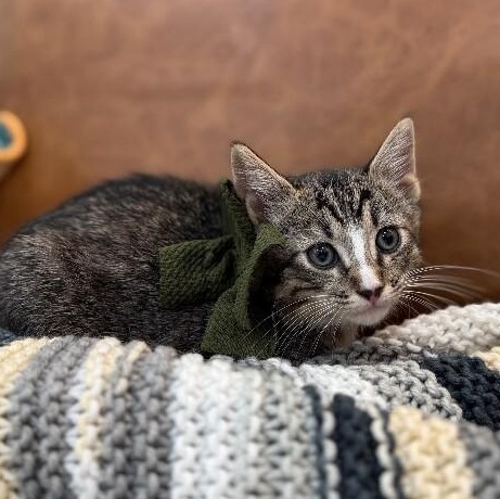 Nutella Cookie — thumbnail 4