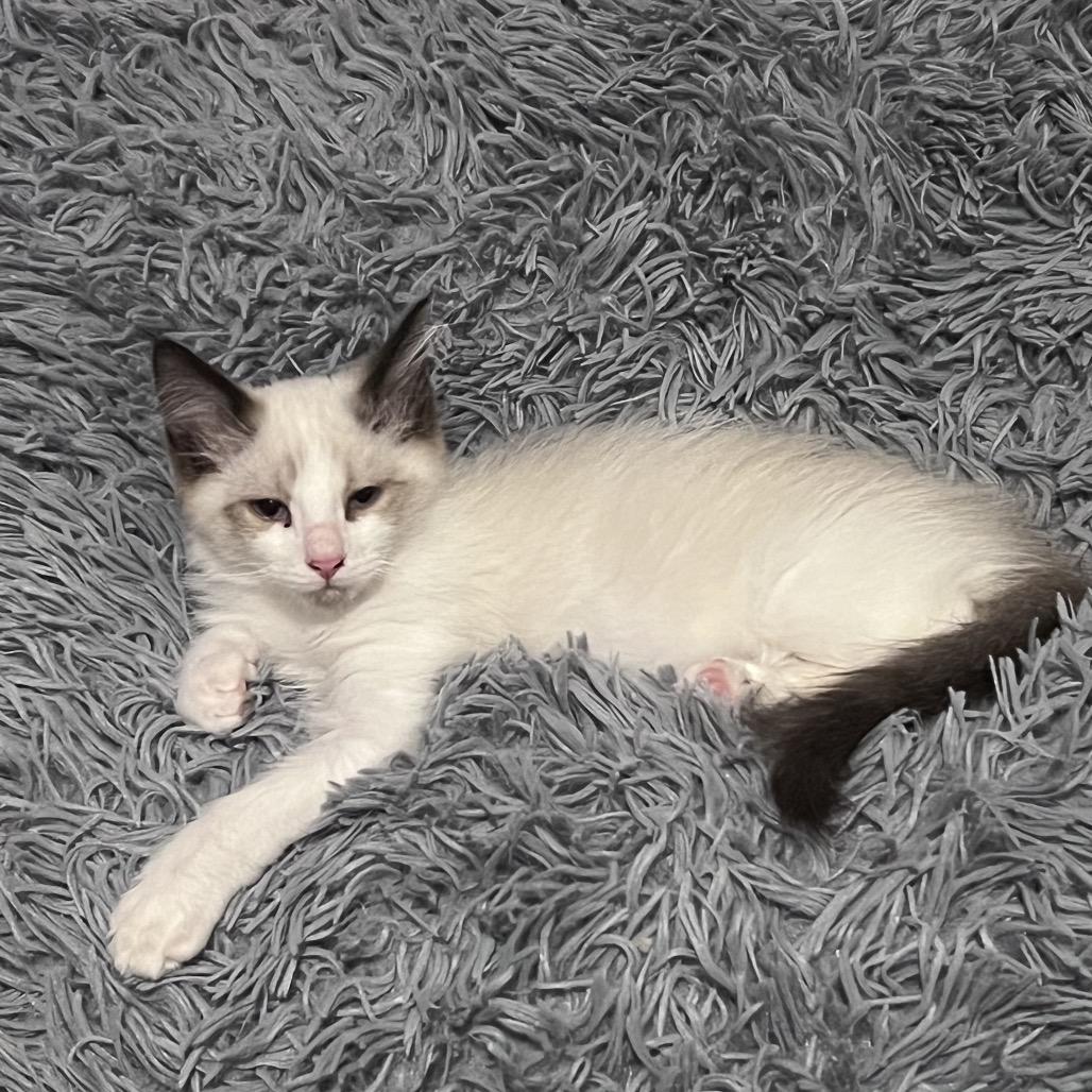 Rockie, Adoptable, Kitten Male Siamese & Snowshoe.