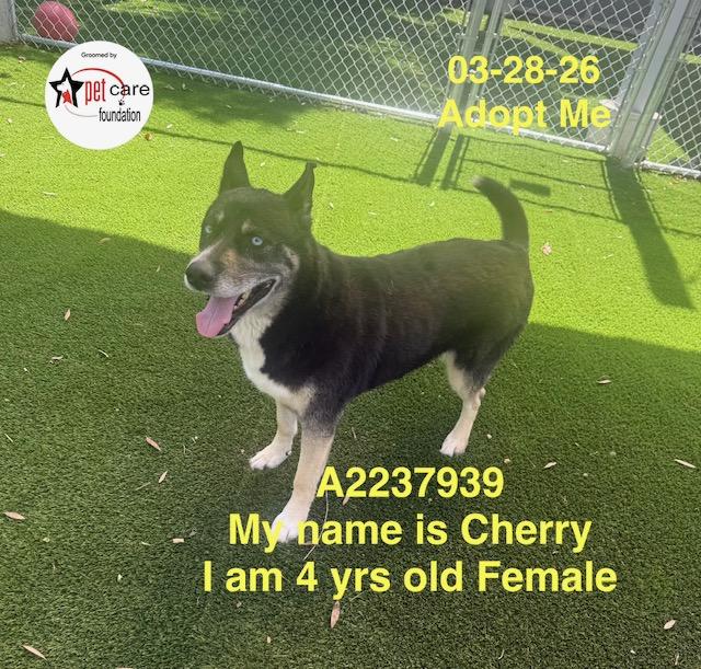 Enlarge CHERRY, a Adoptable mixed breed in Los Angeles, CA image 1/1