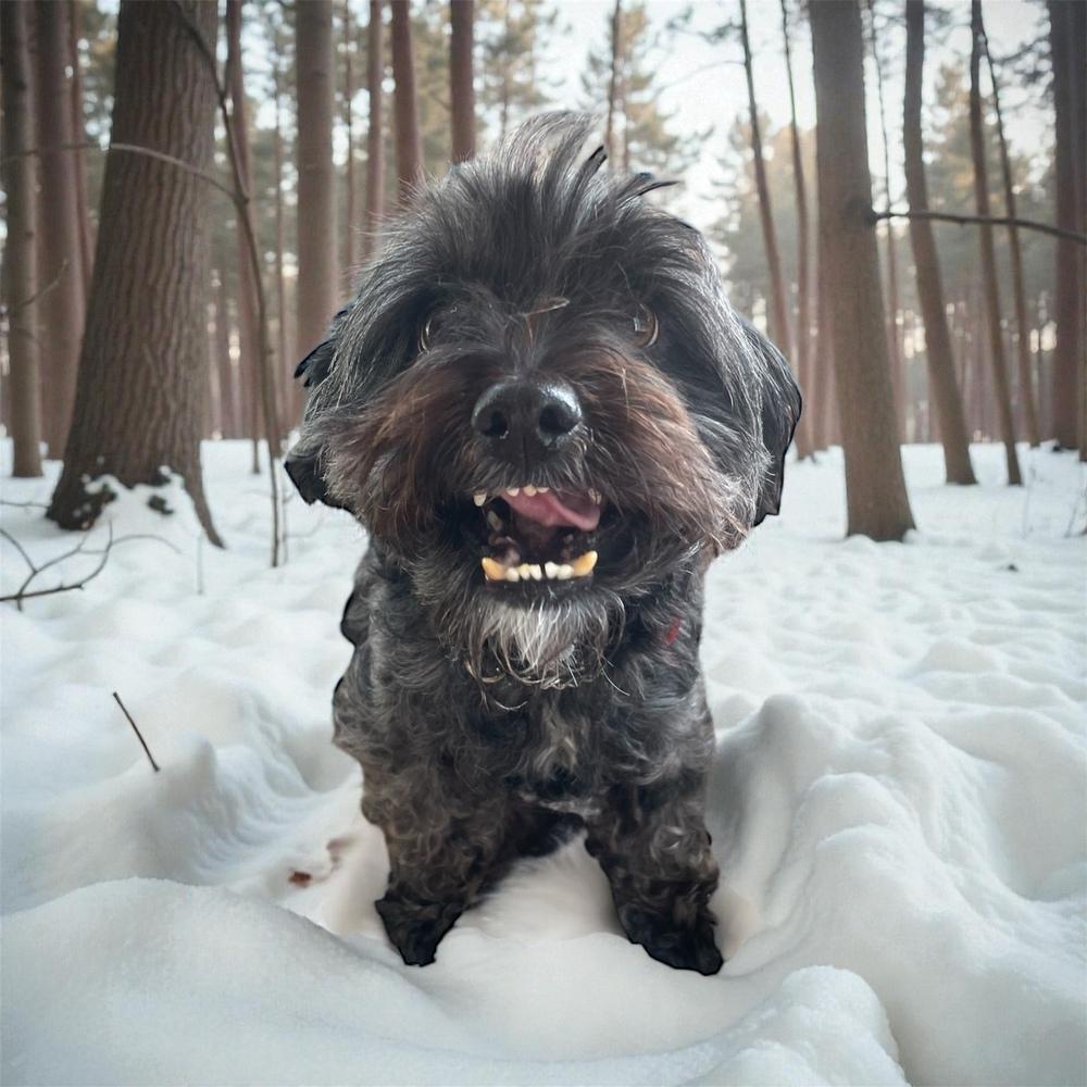 Enlarge Max, a Adoptable mixed breed in Bellingham, WA image 1/6
