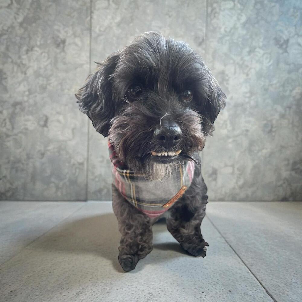 Enlarge Max, a Adoptable mixed breed in Bellingham, WA image 3/6