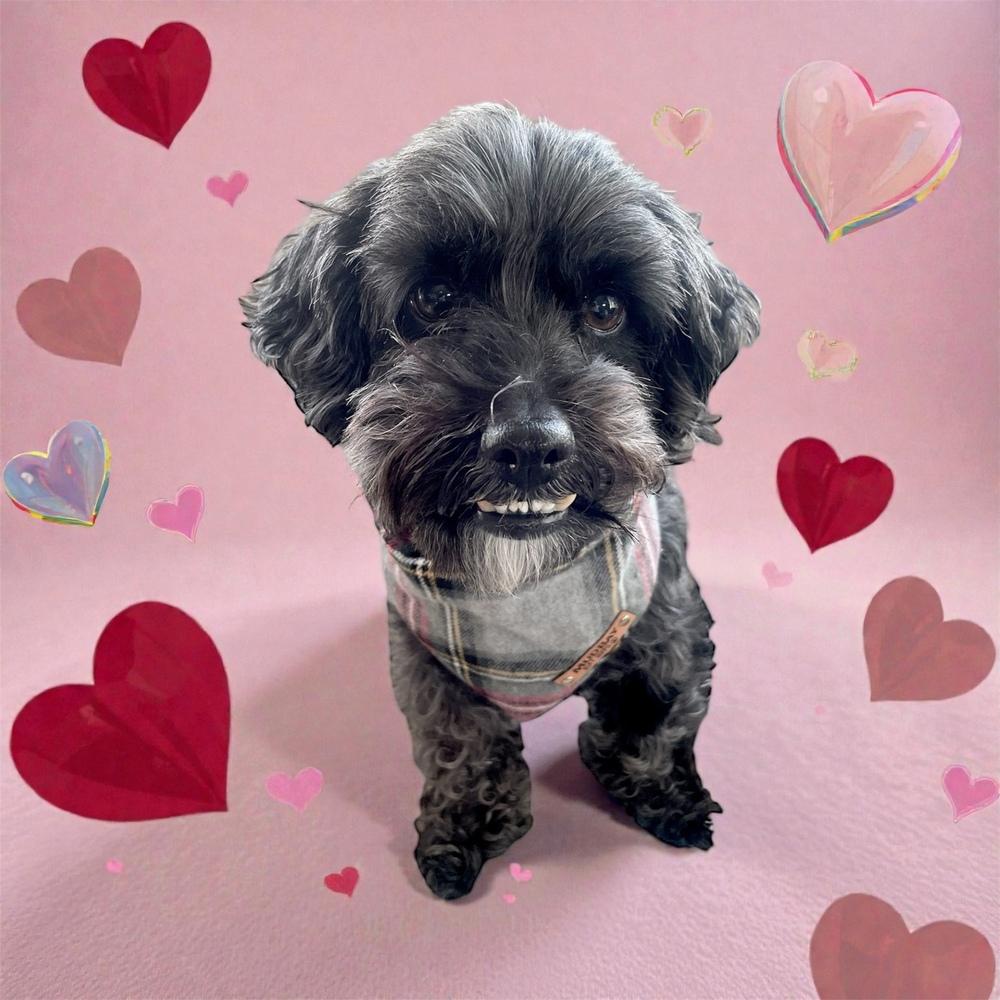 Enlarge Max, a Adoptable mixed breed in Bellingham, WA image 5/6