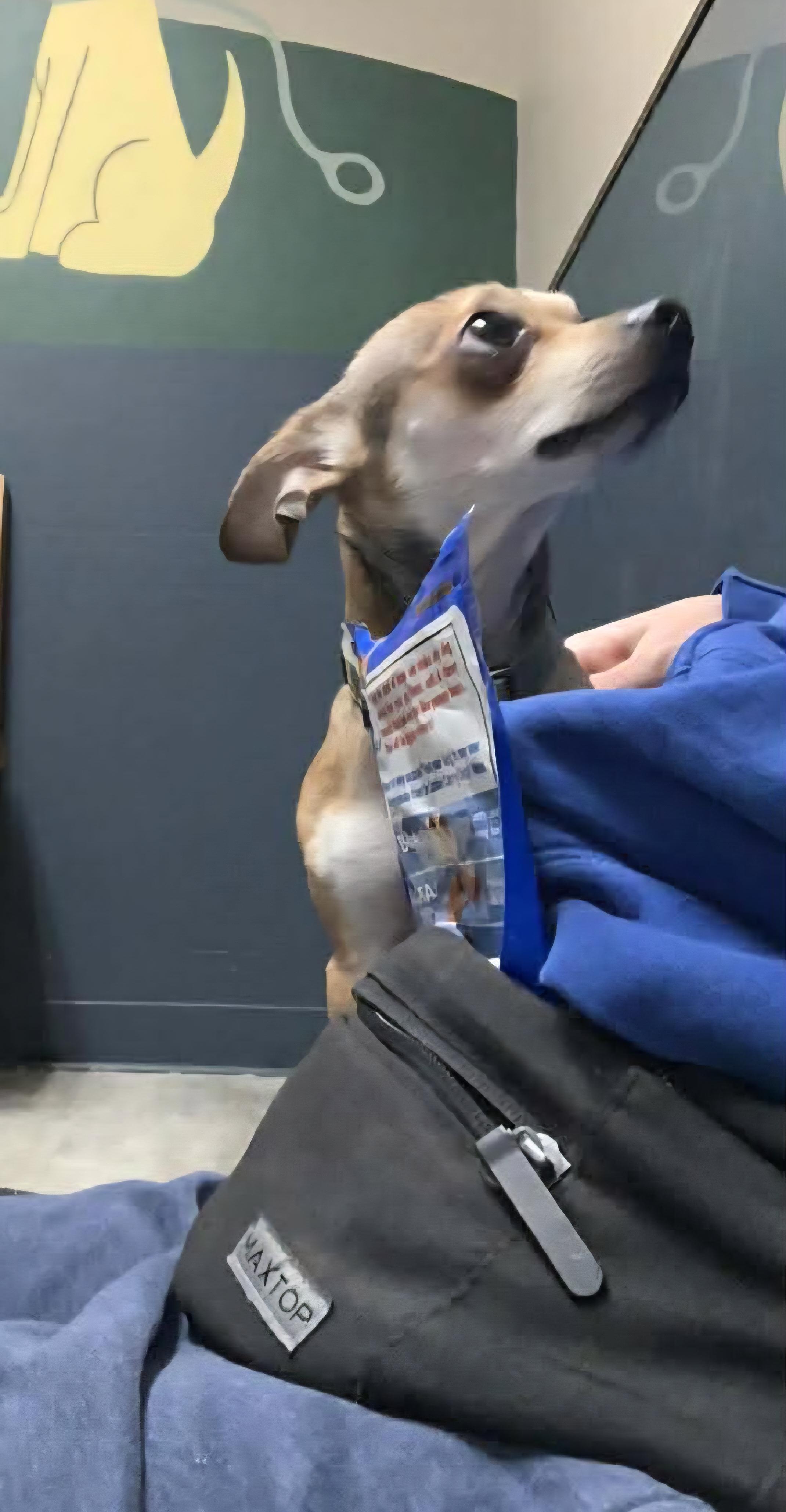 Enlarge Picante, an adopted Chihuahua in Mansfield, OH image 2/4