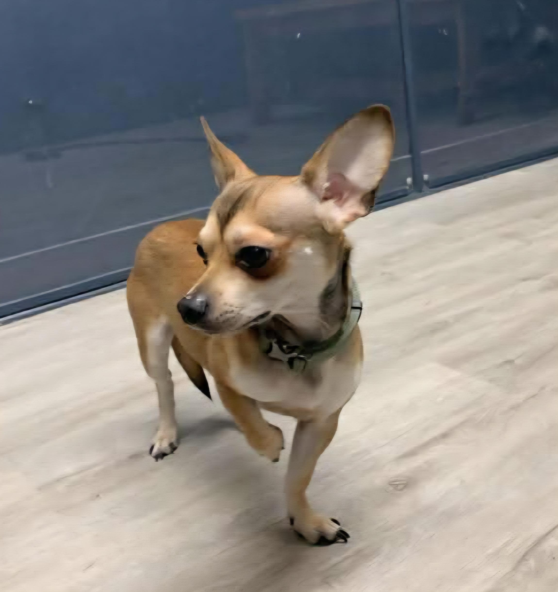 Enlarge Picante, an adopted Chihuahua in Mansfield, OH image 3/4