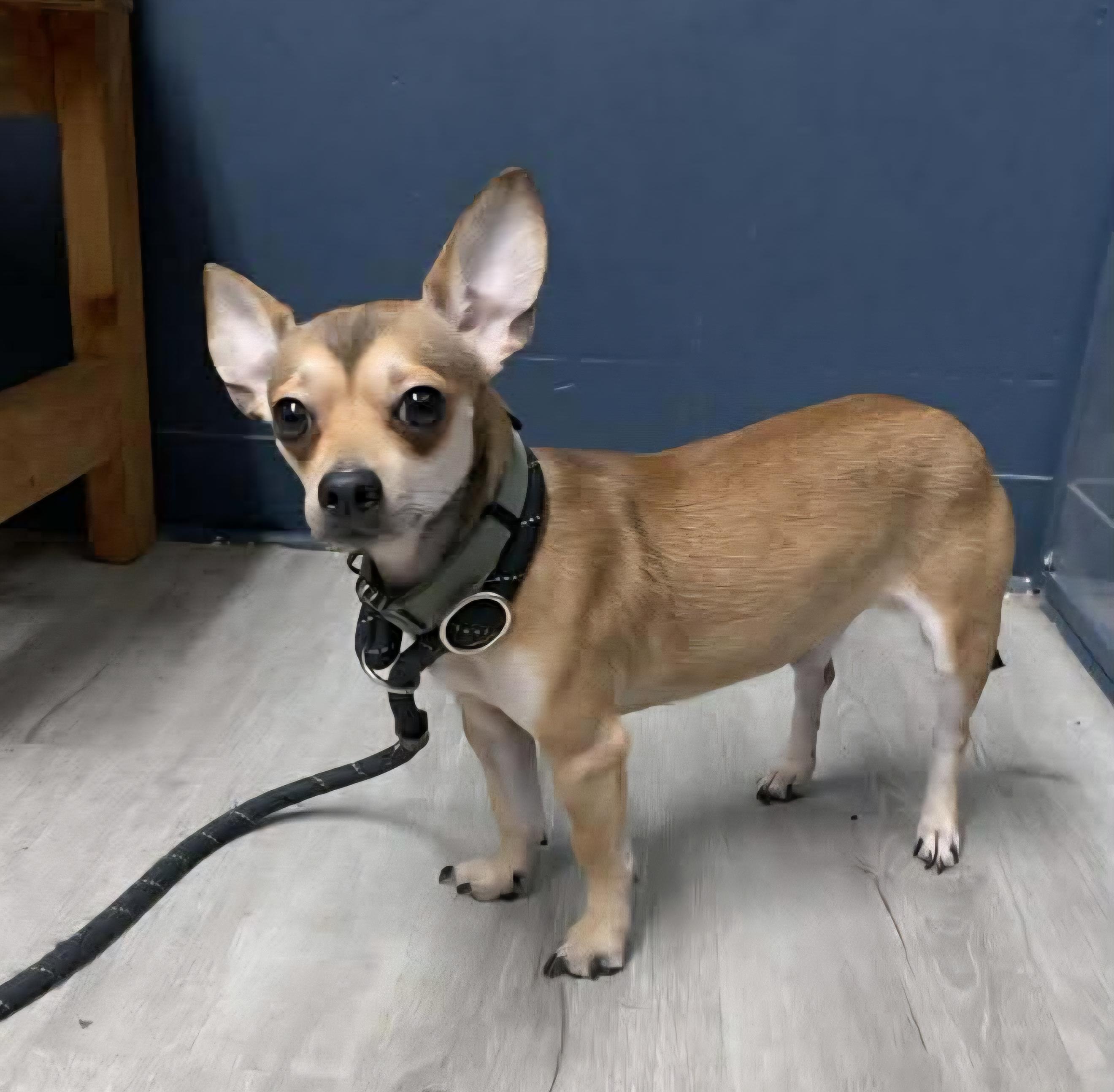 Enlarge Picante, an adopted Chihuahua in Mansfield, OH image 4/4