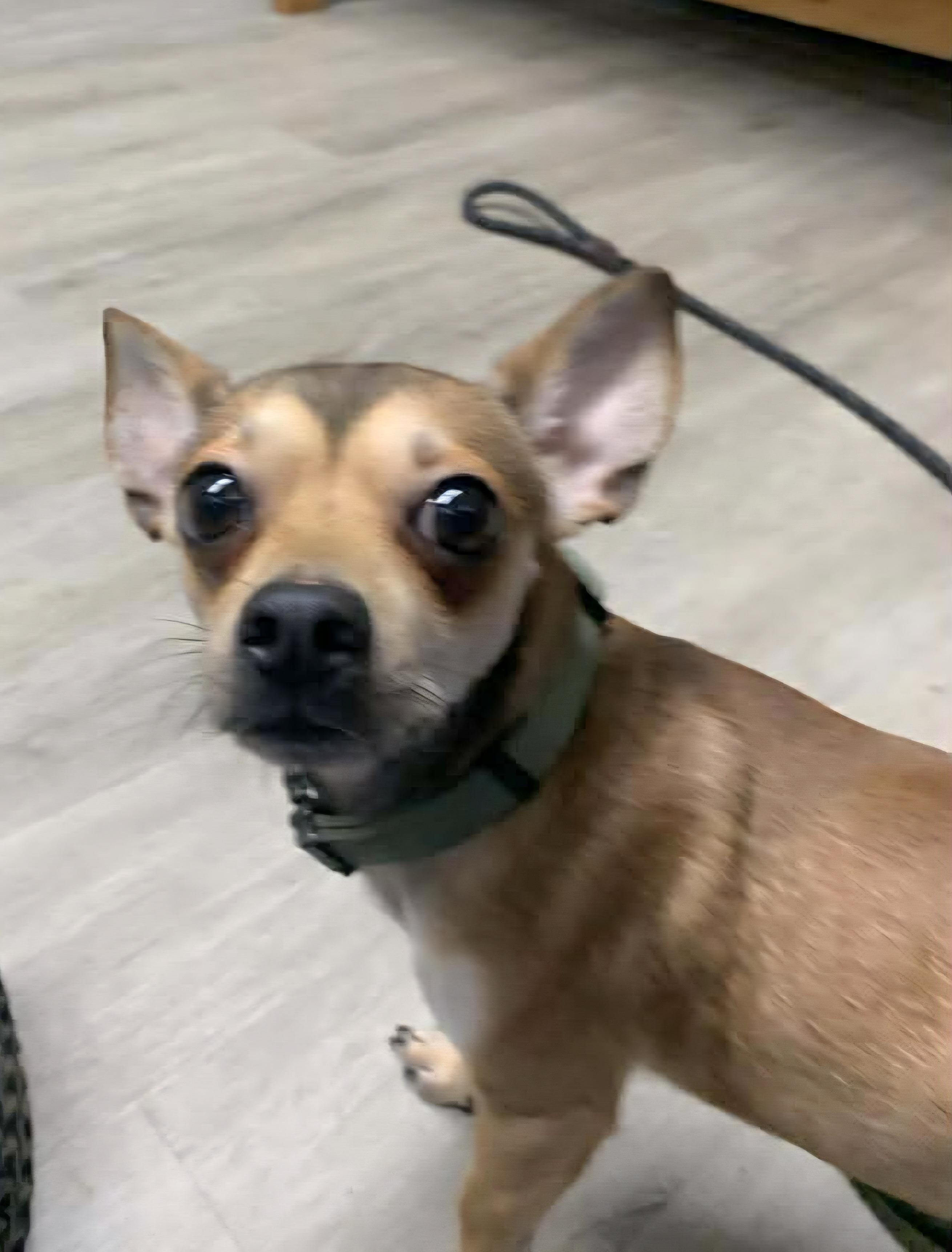 Enlarge Picante, an adopted Chihuahua in Mansfield, OH image 1/4