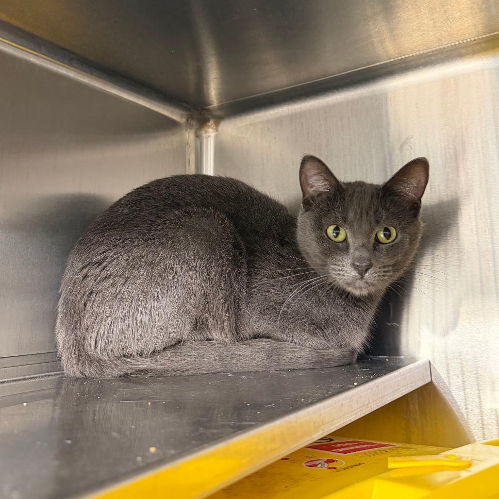 Cujo, Adoptable, Young Female Domestic Short Hair.