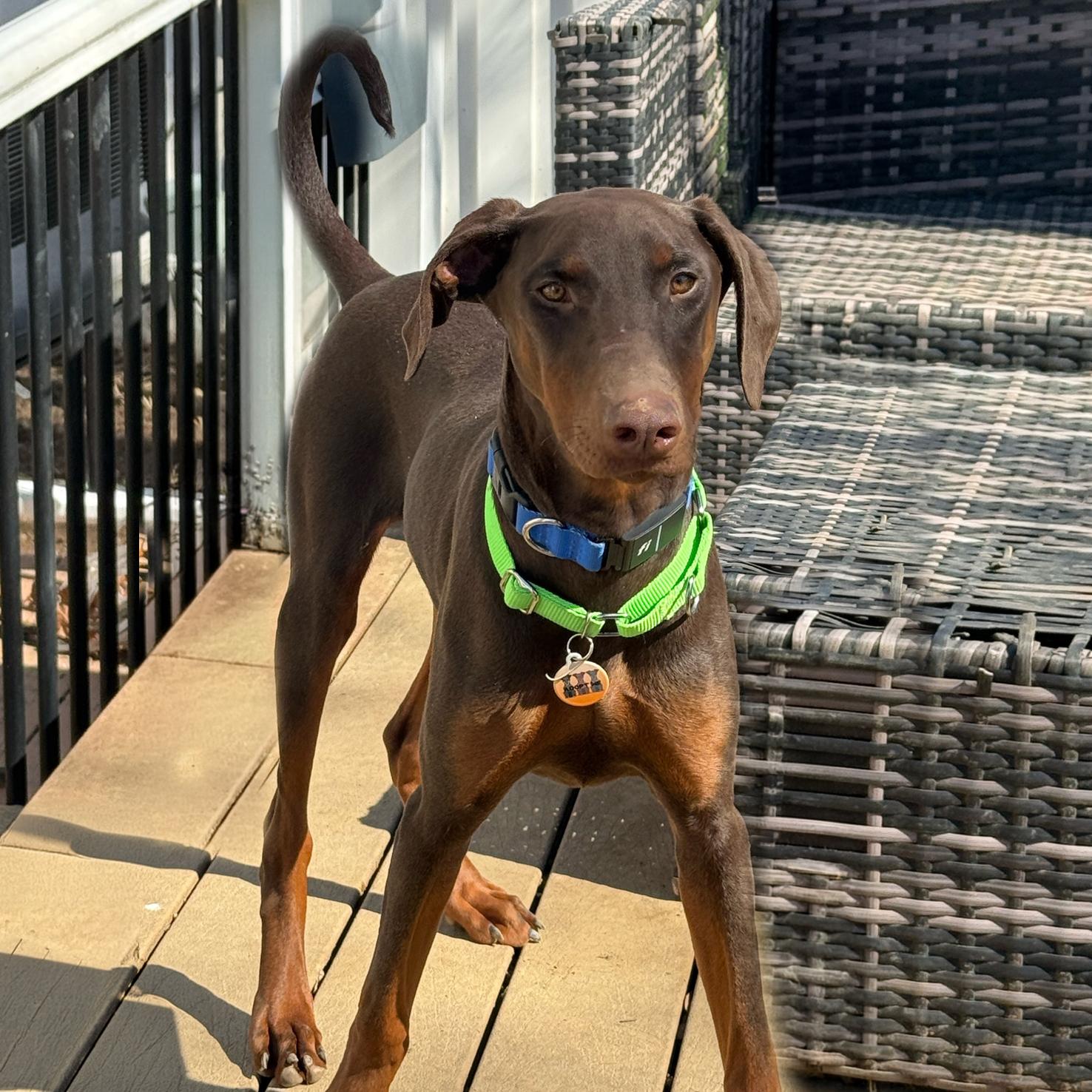 Sebastian, ADOPTABLE, Young Male Doberman Pinscher.